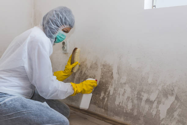 Sea Bright, NJ Mold Remediation Company